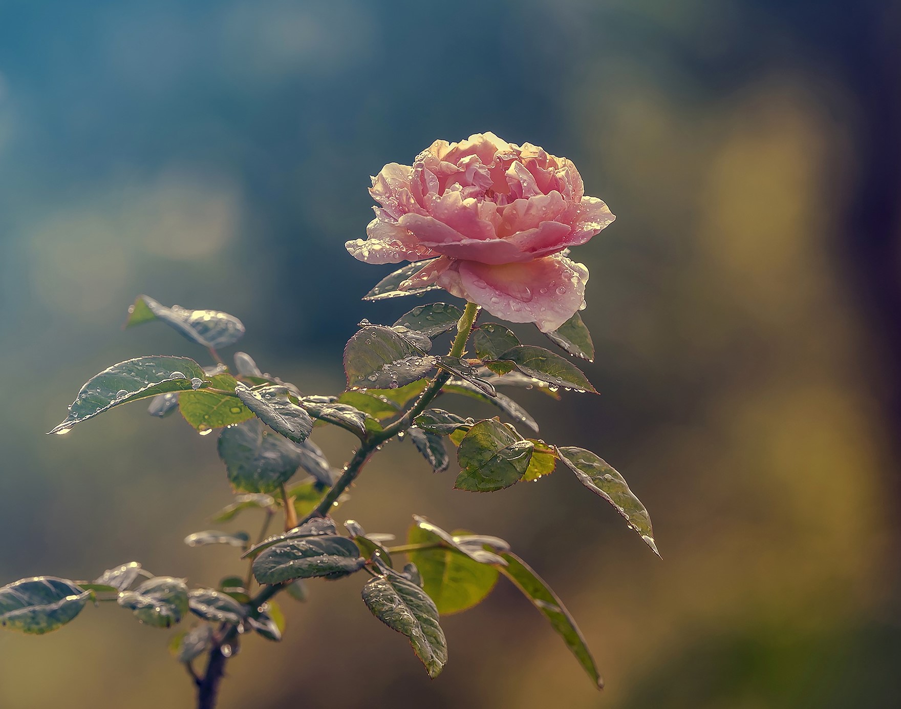 ফুলের পিকচার ডাউনলোড