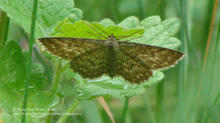 Scopula (Scopula) immorata DSC36997