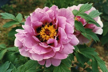 Shimane Chojuraku, peonia