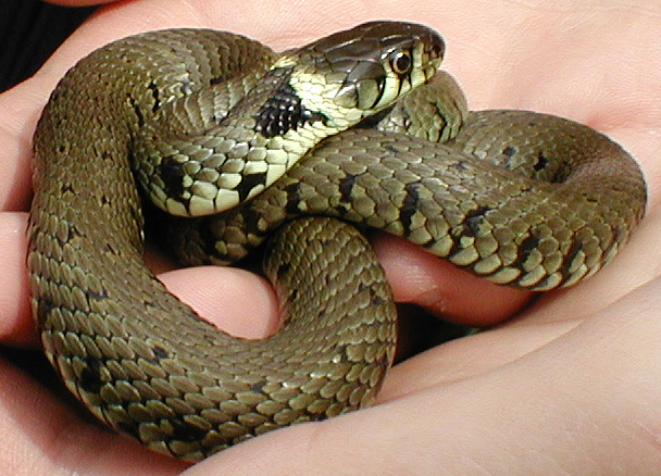 Barred Grass Snake Natrix helvetica, Shropshire, England. Photo by Loire Valley Time Travel.