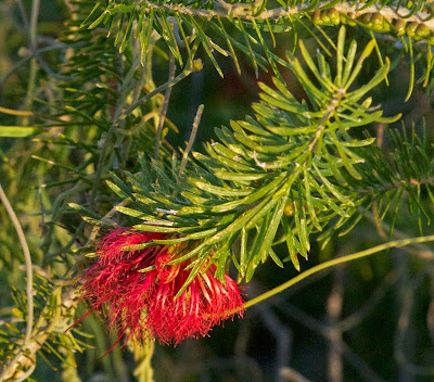 Calothamnus sp