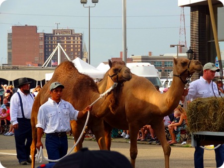 camels