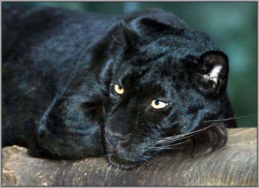 black leopard resting