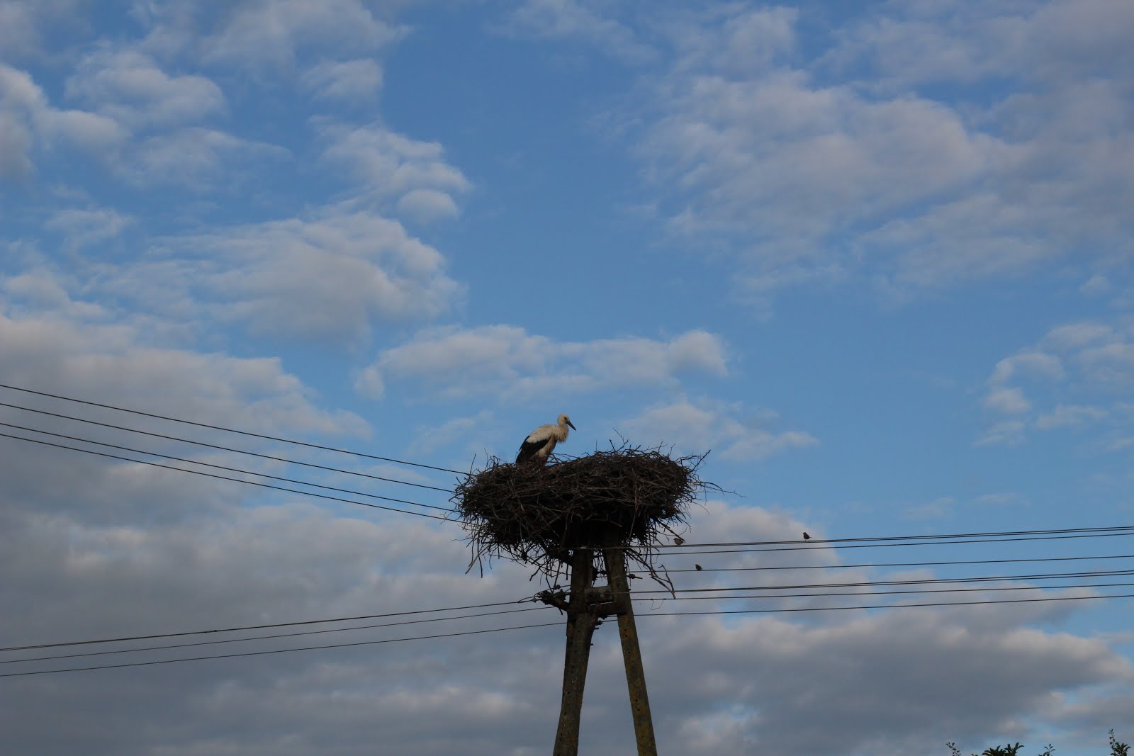 Stork of the week