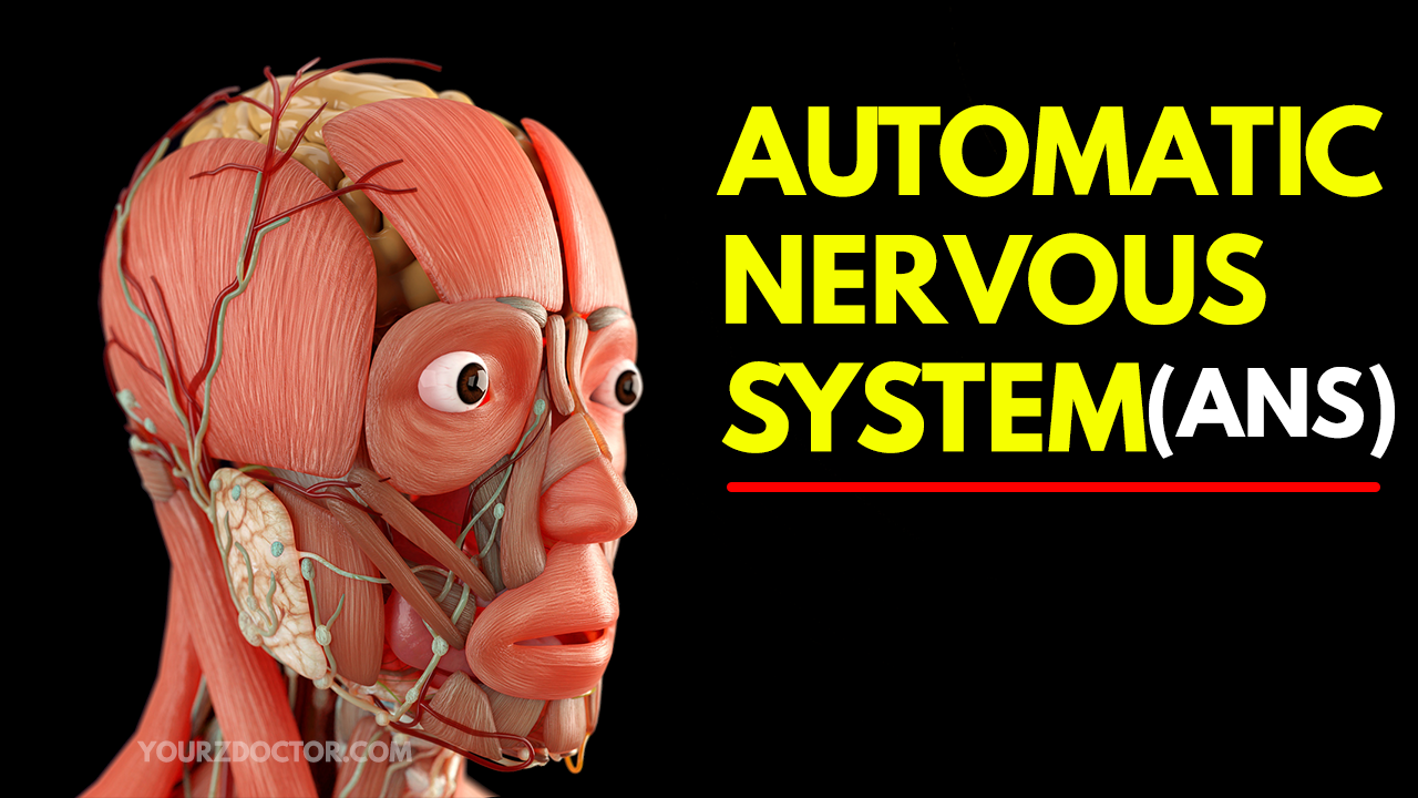 The Autonomic nervous system