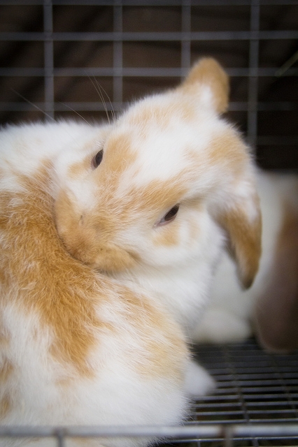 pictures of cute bunnies