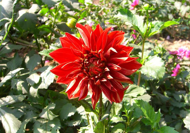 Dahlia Flowers Pictures