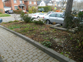 Bedford Park Toronto Fall Front Yard Cleanup After by Paul Jung Gardening Services Inc.--a Toronto Gardening Company