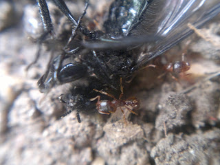 ants eating a fly