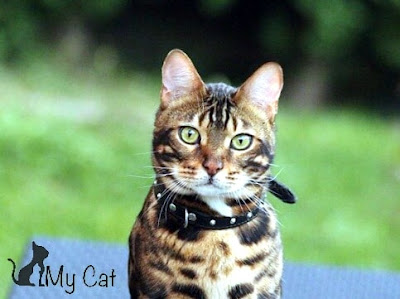 bengal cat,How to take care of a Bengal cat,bengal kittens, cat bangles ,bongo cat,bango cat 