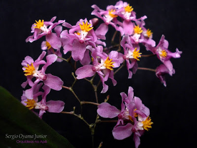 Orquídea Oncidium ornithorhynchum