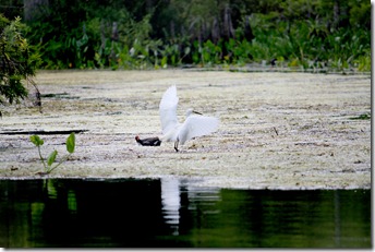 IMG_4408