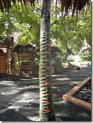 DSCN2578