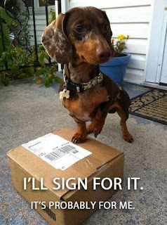 Funny Dog Humor ; I got a package in the mail today