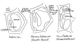 stages of plasmolysis