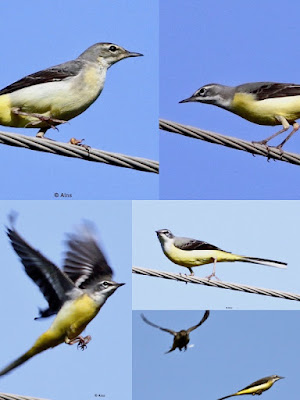 Gray Wagtail -   Territorial display