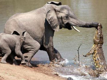 yavru filin mücadelesi