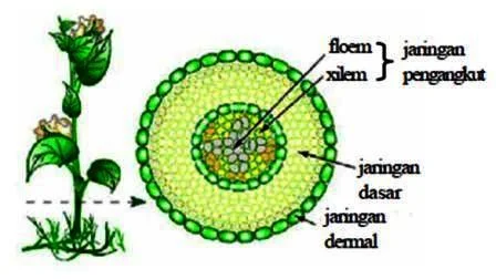 Jaringan Penyusun Tumbuhan