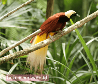 Angka Erek Erek Mimpi Burung Cendrawasih 2D: 21 - 37  Angka Erek Erek Mimpi Menangkap Cendrawasih 3D: 822 - 938  Angka Erek Erek Mimpi Pelihara Burung Cendrawasih 4D: 5823 - 5939  Angka Jitu Mimpi Menembak Burung Cendrawasih 2D: 24 - 40  Angka Tafsir Mimpi Membunuh Burung Cendrawasih 3D: 825 - 941  Angka Ramalan Mimpi Makan Daging Cendrawasih 4D: 5826 - 5942  Angka Main Mimpi Lihat Cendrawasih Masuk Rumah 2D: 27 - 43  Angka Tafsir Mimpi Melihat Cendrawasih Betina Bertelur 3D: 828 - 944  Angka Ramalan Mimpi Makan Telur Cendrawasih Goreng 4D: 5829 - 5945