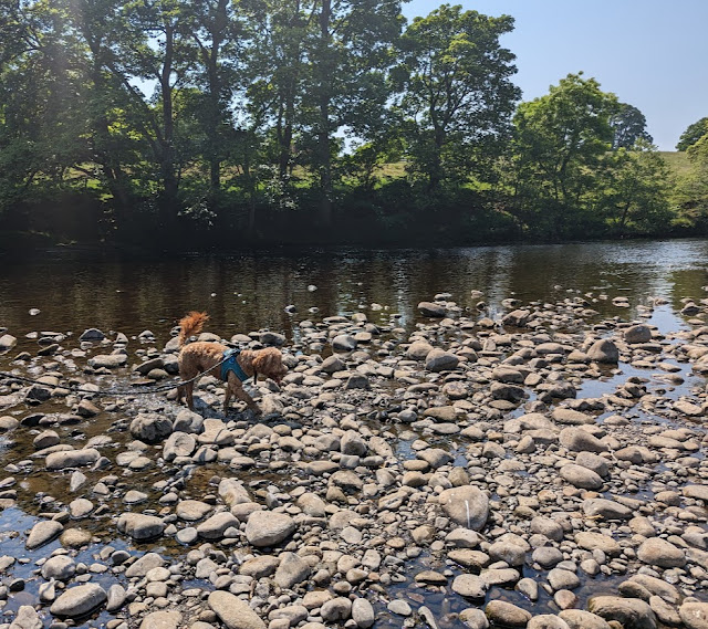 16 Things to do at Barnard Castle  - Access the river to paddle