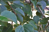 Populus adenopoda