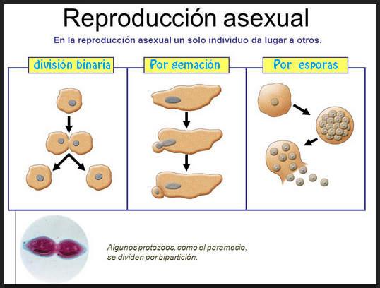 Resultado de imagen de reproduccion asexual