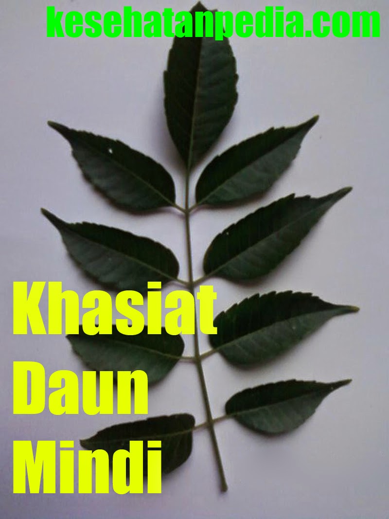 Khasiat Daun Mindi untuk Kesehatan dan Obat - kesehatanpedia