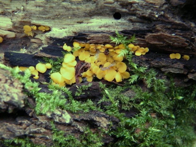 Bisporella citrina