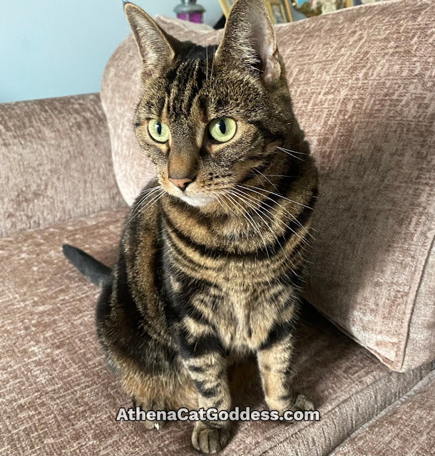 tabby cat on sofa