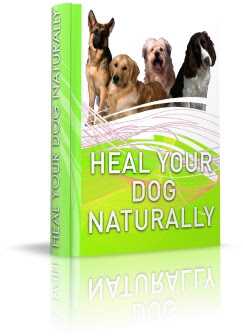 Dog Care