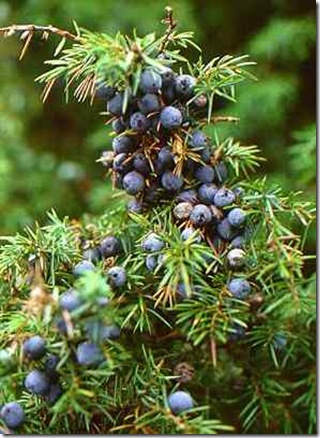 Juniperus communis