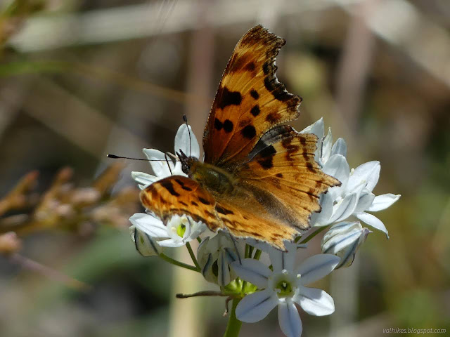 31: butterfly on flower