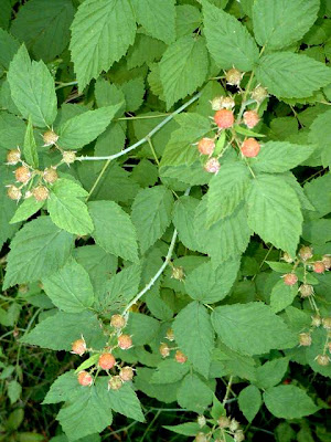 poison ivy plant. poison ivy plant red.