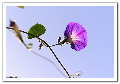 fotografia de flor morada