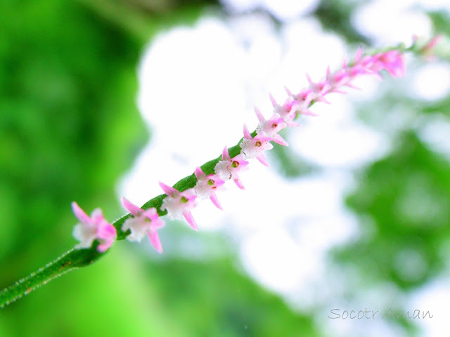 Spiranthes sinensis