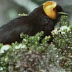 Burung Penghisap Madu Dari Papua