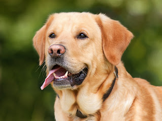 A golden lab panting while looking into the distance