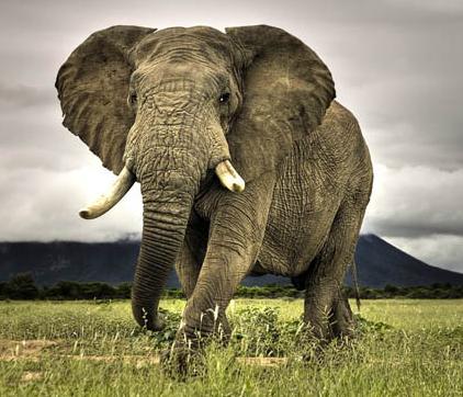 Gajah Afrika, Check Out Gajah Afrika : cnTRAVEL