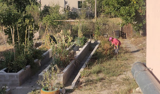 Angela weeding in the garden