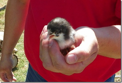 chick