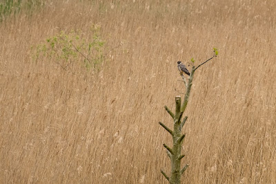 hobby, hawk, Minsmere