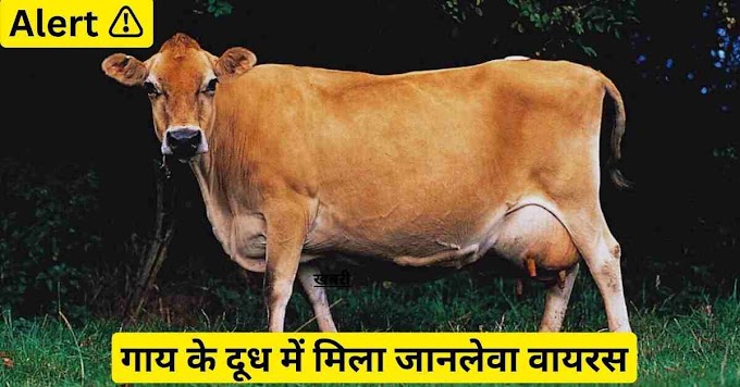 Alert : गाय के दूध में मिला जानलेवा वायरस. (Virus Found In Cow Milk)