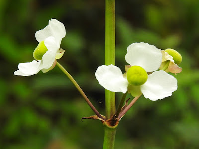 萊茜慈姑的花瓣（雌花）