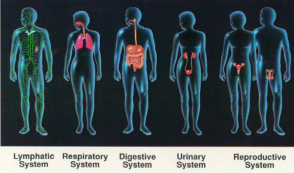 HUMAN BODY SYSTEMS AND THEIR FUNCTIONS