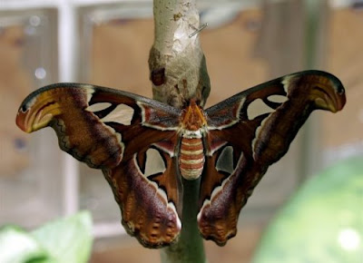 Beautiful Giant Butterfly  Seen On www.coolpicturegallery.us