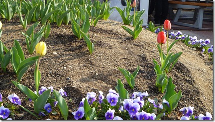 Tulips