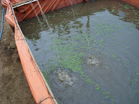 Cara Menghilangkan Bau Semen Pada Kolam