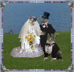 Cat Wedding Cool Videos. Funny videos, funny pictures and free games ...