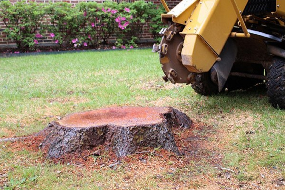 Best Stump Grinding Services in Depew