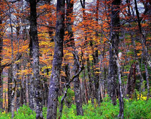 Plants of Temperate Forest Biomes